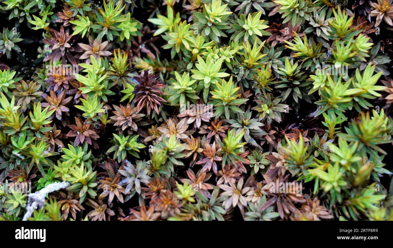 Closeup Landscaope background image made of Polytrichum piliferum bristly haircap Commonly called as karvakarhunsammal, Glashaar Frauenhaarmoos etc Stock Photo