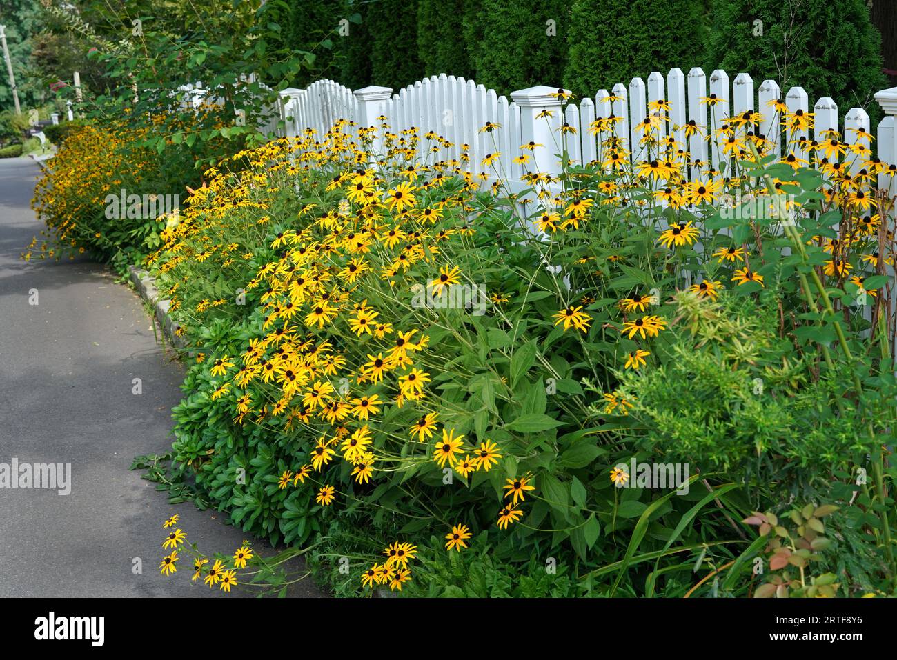 White fence on suburban street with bright yellow coneflowers known as brown-eyed susans Stock Photo