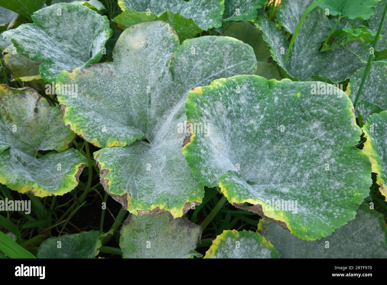 Powdery Mildew (Erysiphe cichoracearum) - on squash leaves in the fall. Stock Photo