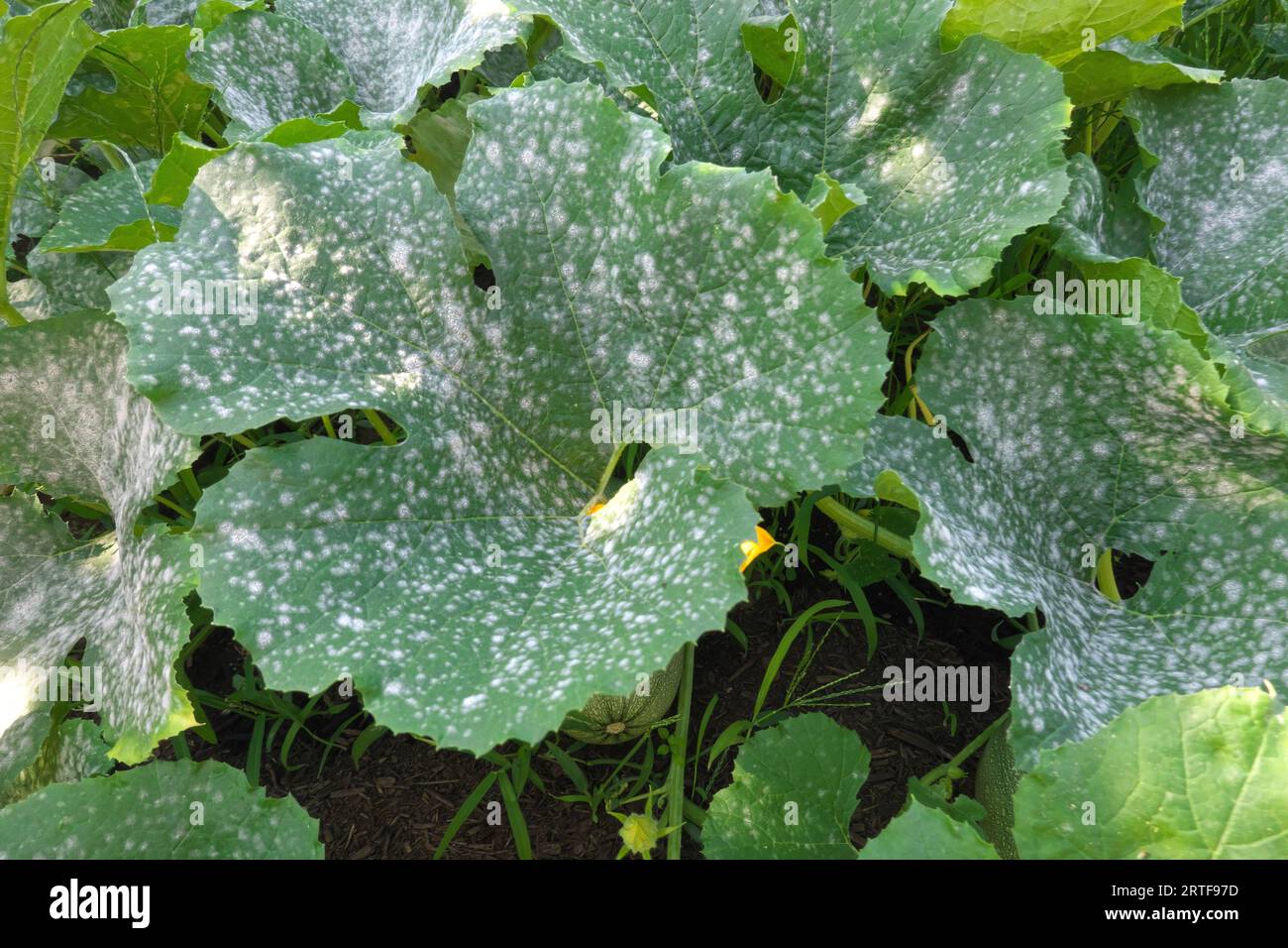 Powdery Mildew (Erysiphe cichoracearum) 2 - on squash leaves in the fall. Stock Photo