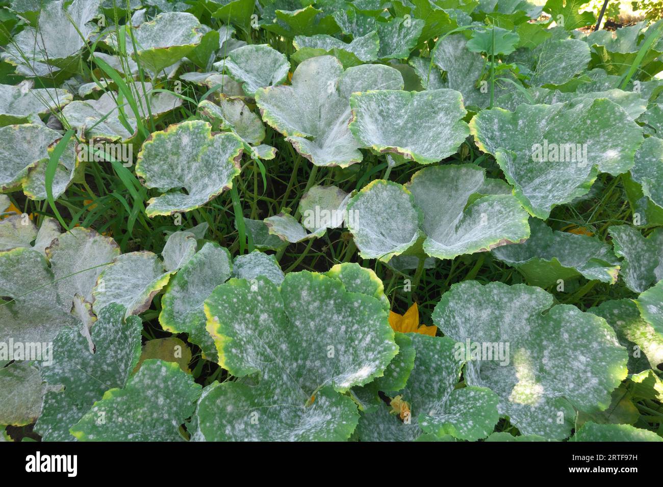 Powdery Mildew (Erysiphe cichoracearum) 3 - on squash leaves in the fall. Stock Photo