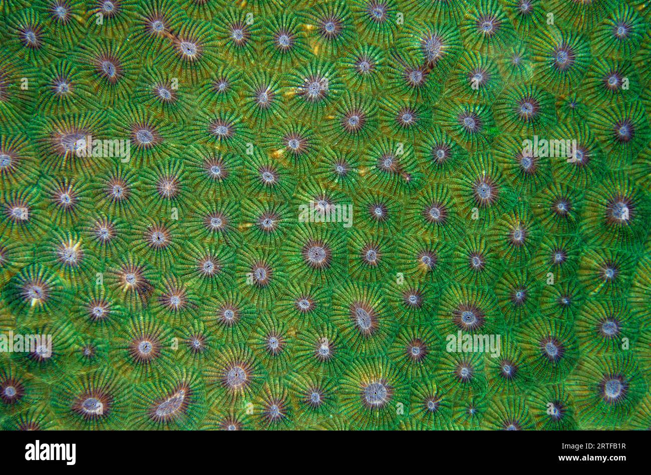 Corallites of Honeycomb Coral, Diploastrea heliopora, classified as Near Threatened; Mangroves dive site, Menjangan Island, Buleleng Regency, Bali, In Stock Photo