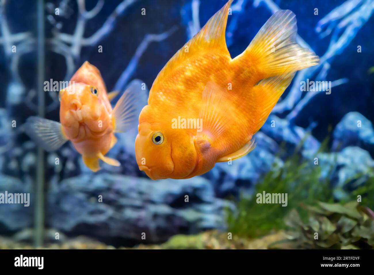 Orange parrot fish in the aquarium. Red Parrot Cichlid. Aquarium fish Stock Photo