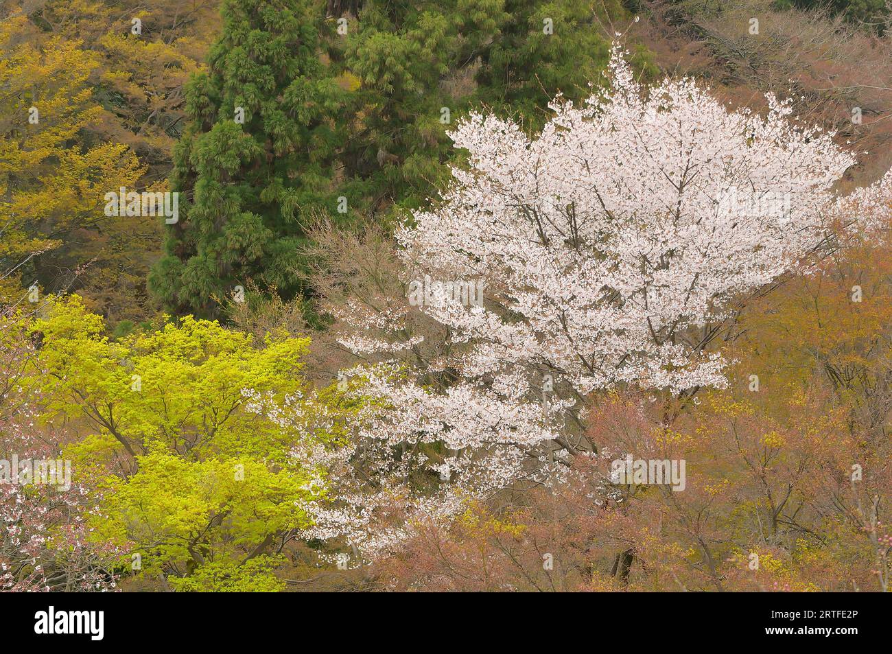 Cherry Blossom season in the precinct of the Kiyomizu Dera Temple, Kyoto JP Stock Photo