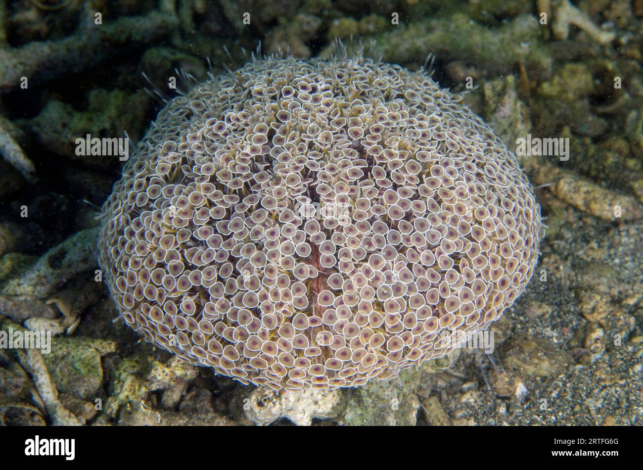 Flower Urchin, Toxopneustes pileolus, extremely toxic, Secret Bay dive site, Gilimanuk, Jembrana Regency, Bali, Indonesia Stock Photo