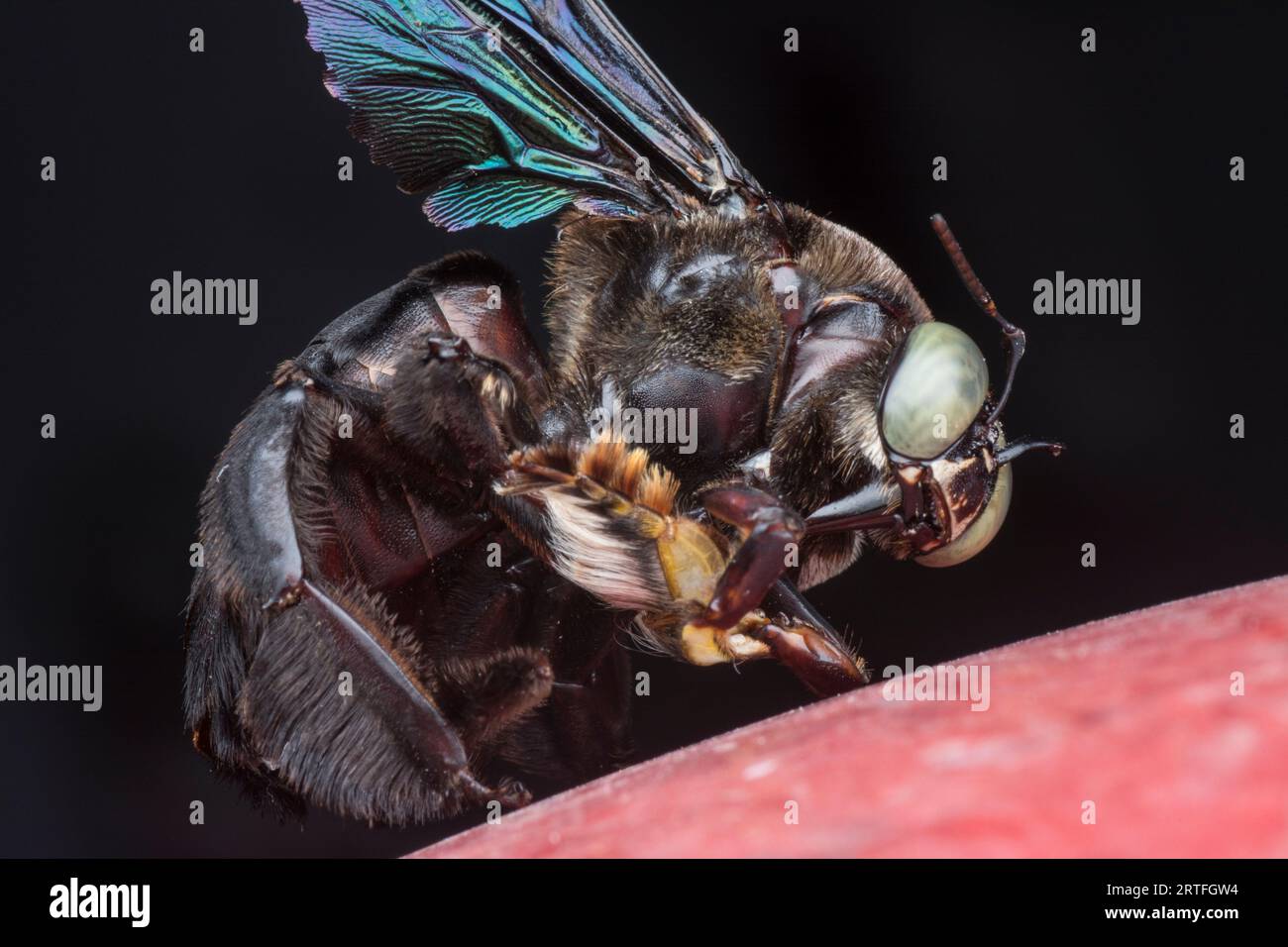 Closeup shot carpenter bee hi-res stock photography and images - Alamy