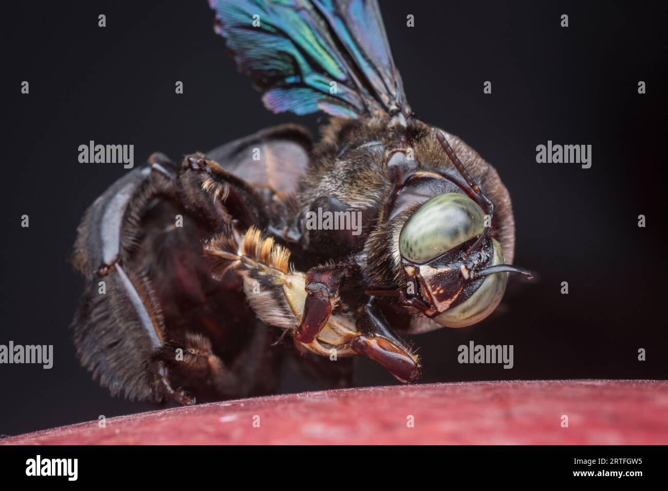 Closeup shot carpenter bee hi-res stock photography and images - Alamy