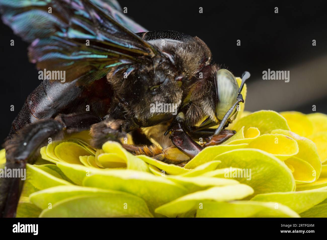 Closeup shot carpenter bee hi-res stock photography and images - Alamy