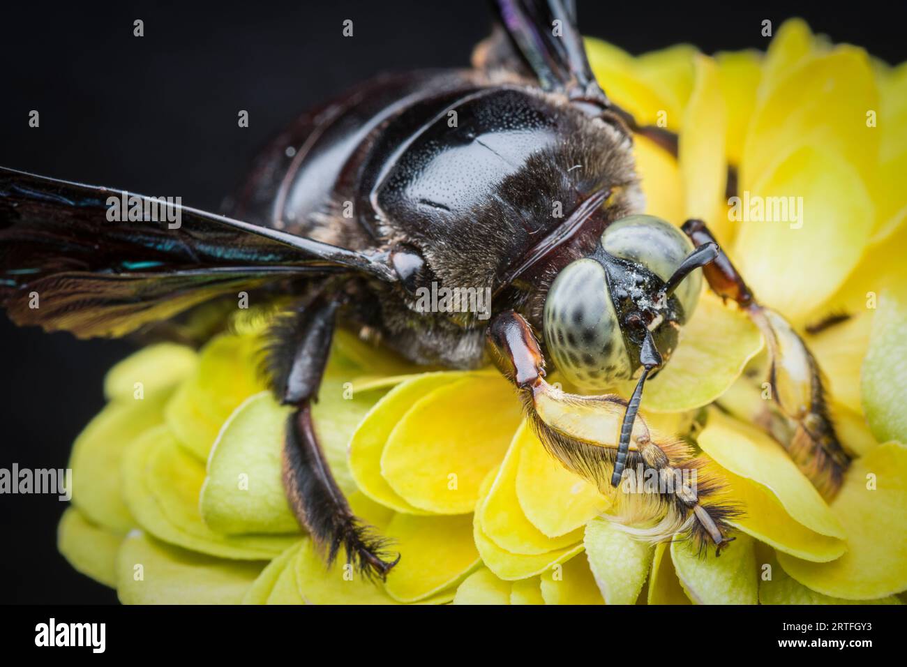 Closeup shot carpenter bee hi-res stock photography and images - Alamy