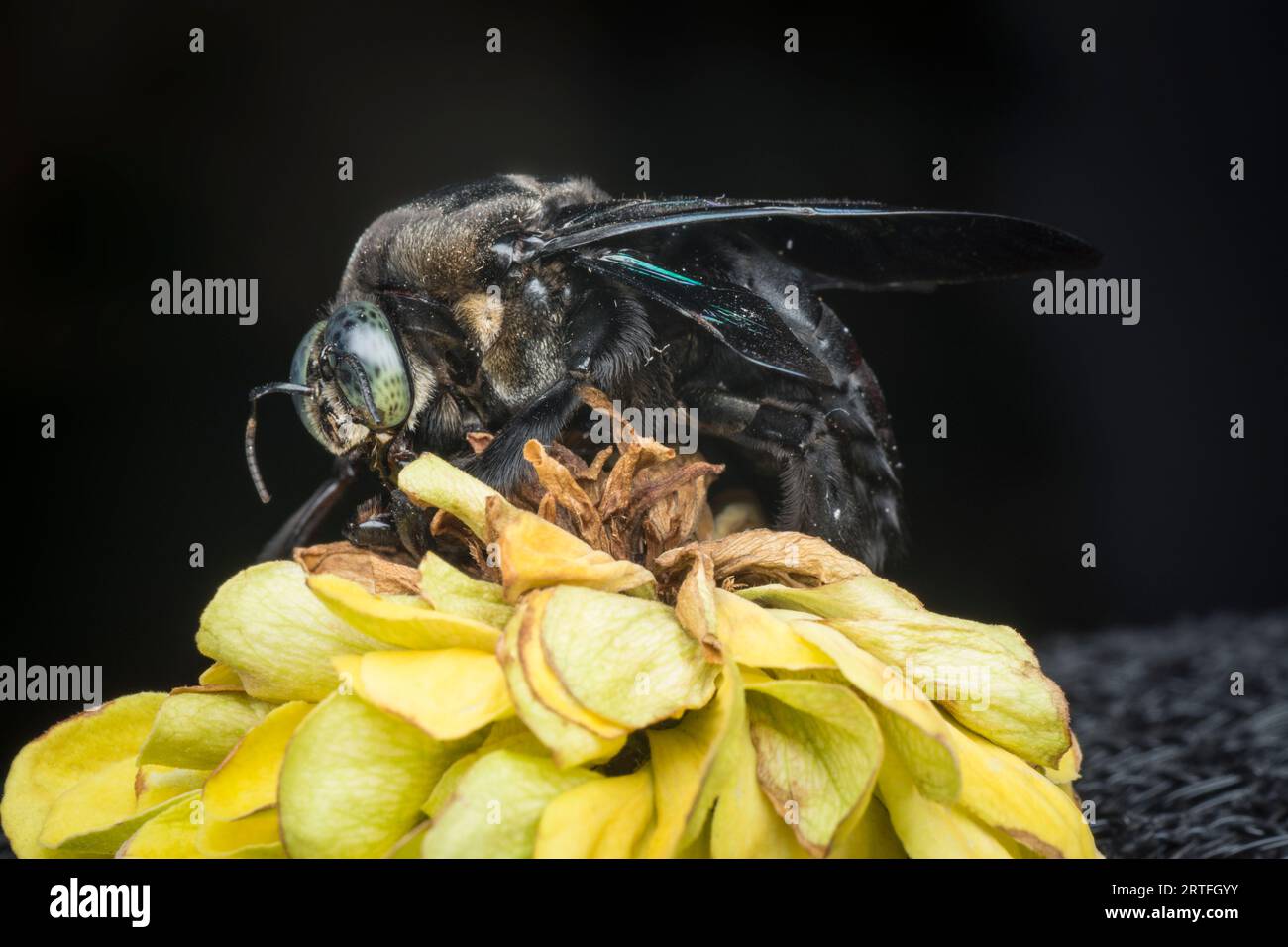Closeup shot carpenter bee hi-res stock photography and images - Alamy