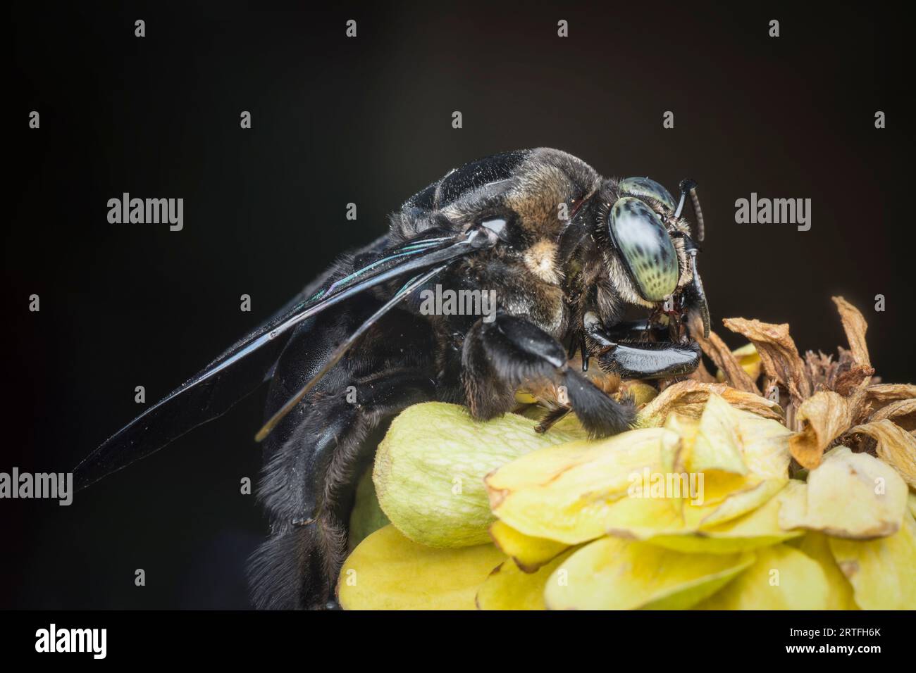 Closeup shot carpenter bee hi-res stock photography and images - Alamy