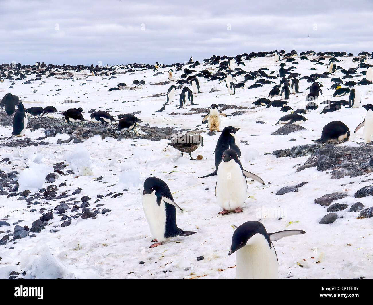 Adelie Penguins (pygoscelis Adeliae) During Breeding Season. A Brown 