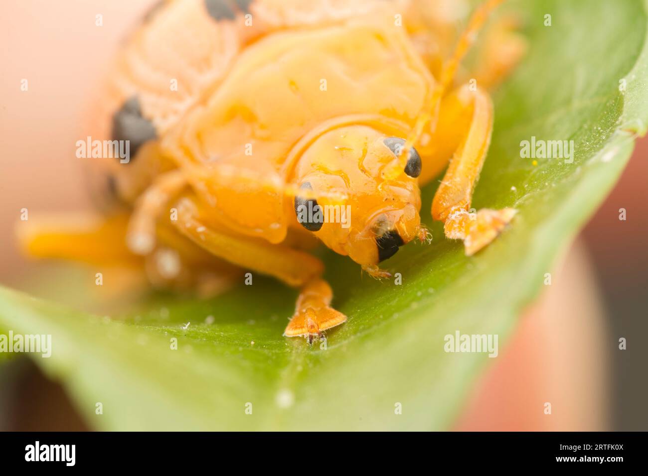 closeup shots of the life cycles of leaf beetle Stock Photo