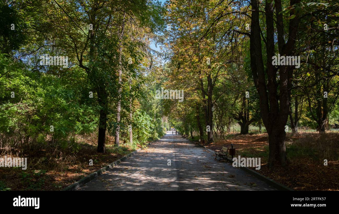 A scenic view of a pathway lined with lush trees in a park Stock Photo ...