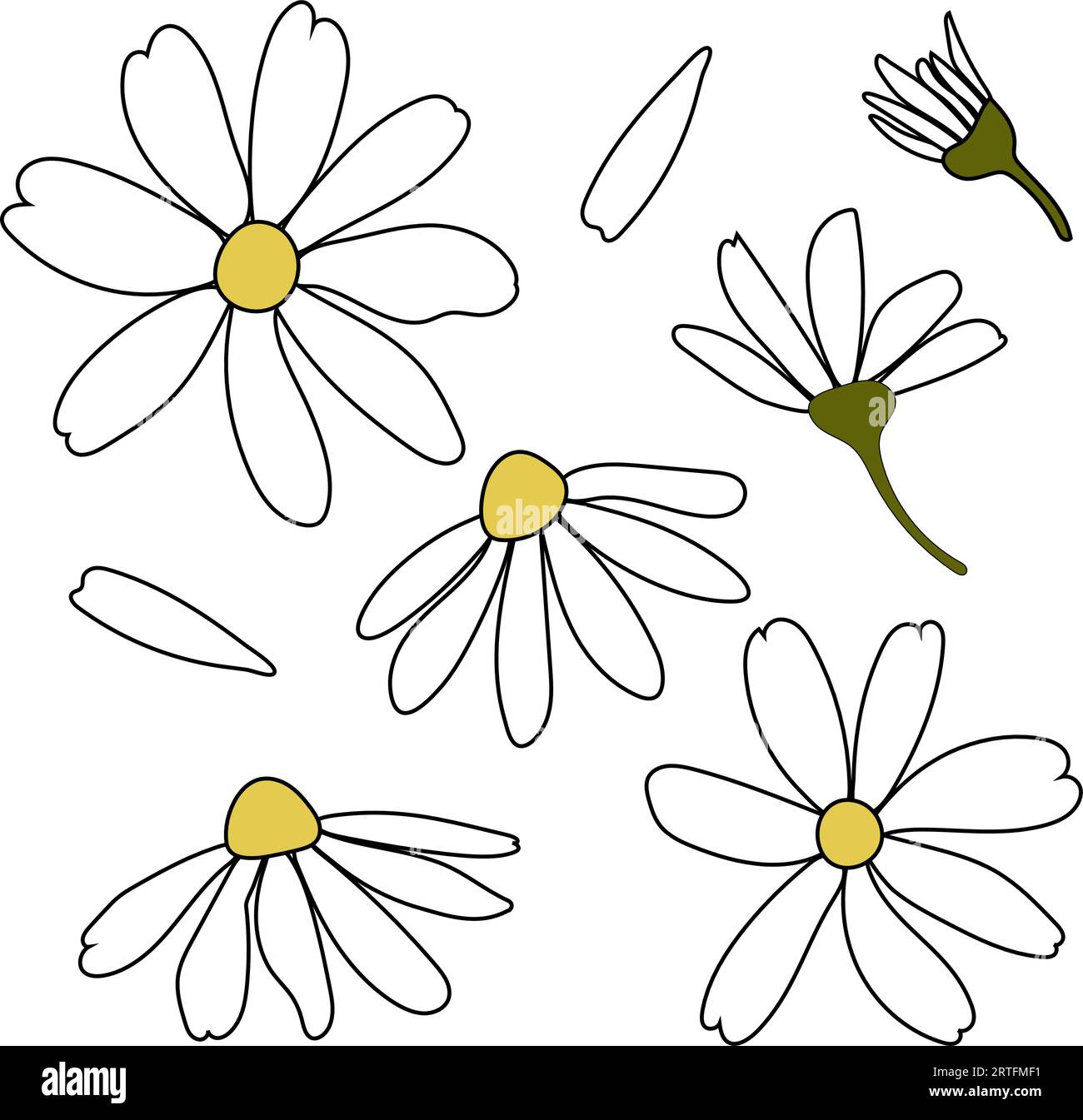 White daisy chamomile flowers. Camomile vector silhouette illustration set. Outline collection. Decoration element. Love card symbol. Flat design for Stock Vector
