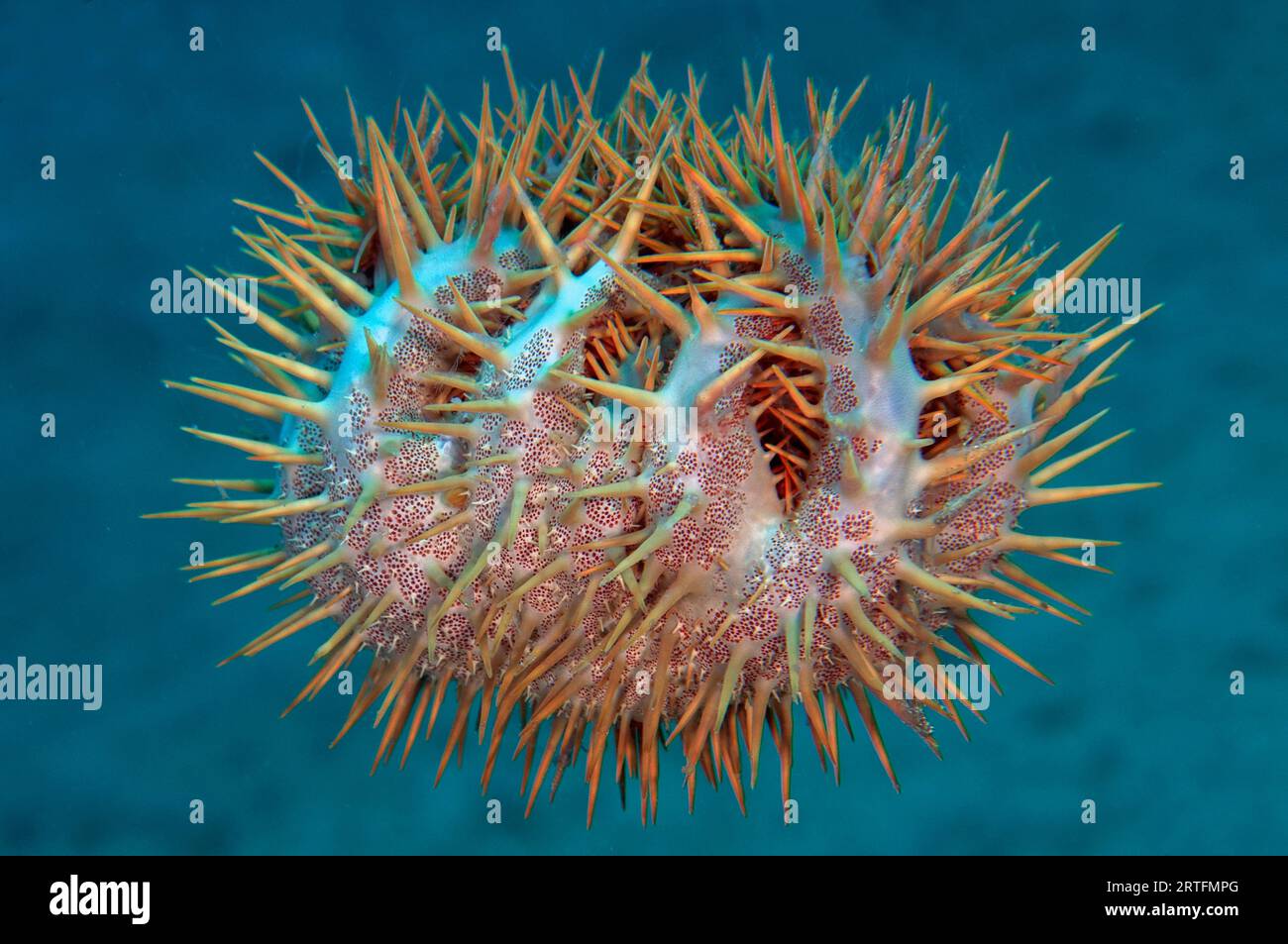 Crown-of-thorns Seastar, Acanthaster planci, predator of scleractinian corals, Jetty dive site, Pemuteran, Buleleng Regency, Bali, Indonesia Stock Photo