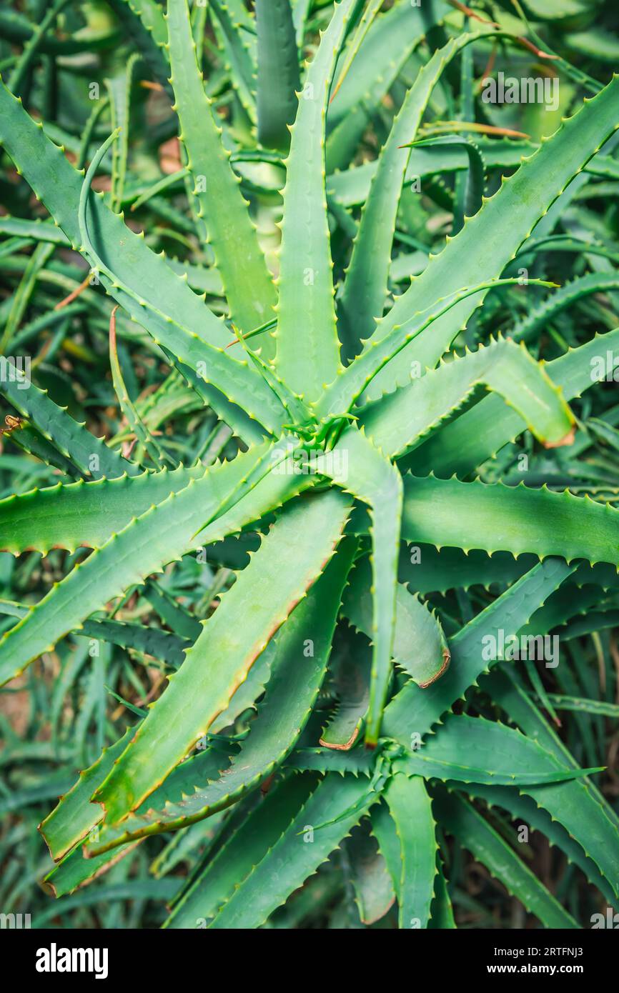 Aloe Vera plant in a garden. Aloe Vera is often used as an ingredient in cosmetics. Stock Photo