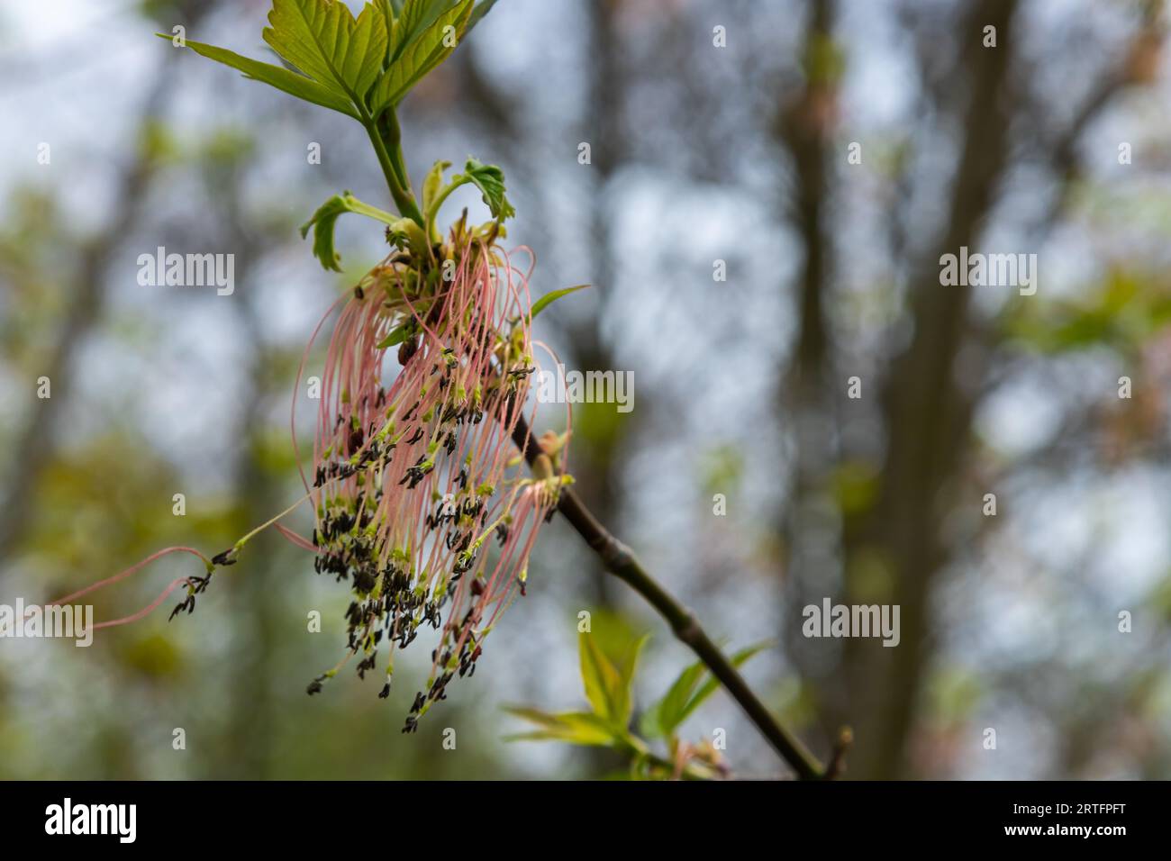 The ash-leaved maple Acer negundo flowers in early spring, sunny day and natural environment, blurred background. Stock Photo