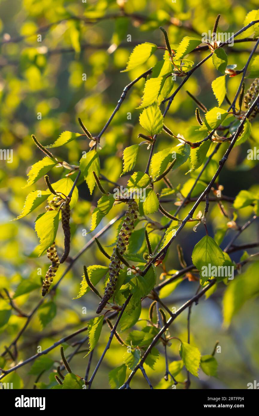 Close up view of flowering yellow catkins on a river birch tree betula
