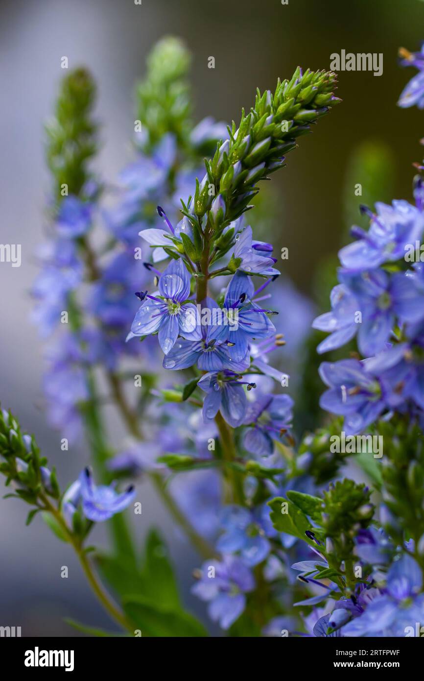 Closeup on the brlliant blue flowers of germander speedwell, Veronica prostrata growing in spring in a meadow, sunny day, natural environment. Stock Photo