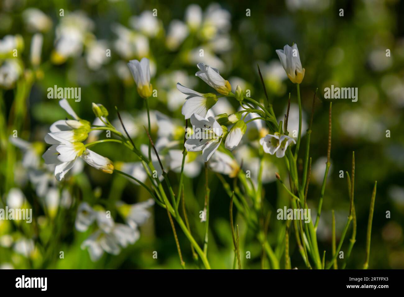 Cardamine amara, known as large bitter-cress. Spring forest. floral background of a blooming plant. Stock Photo