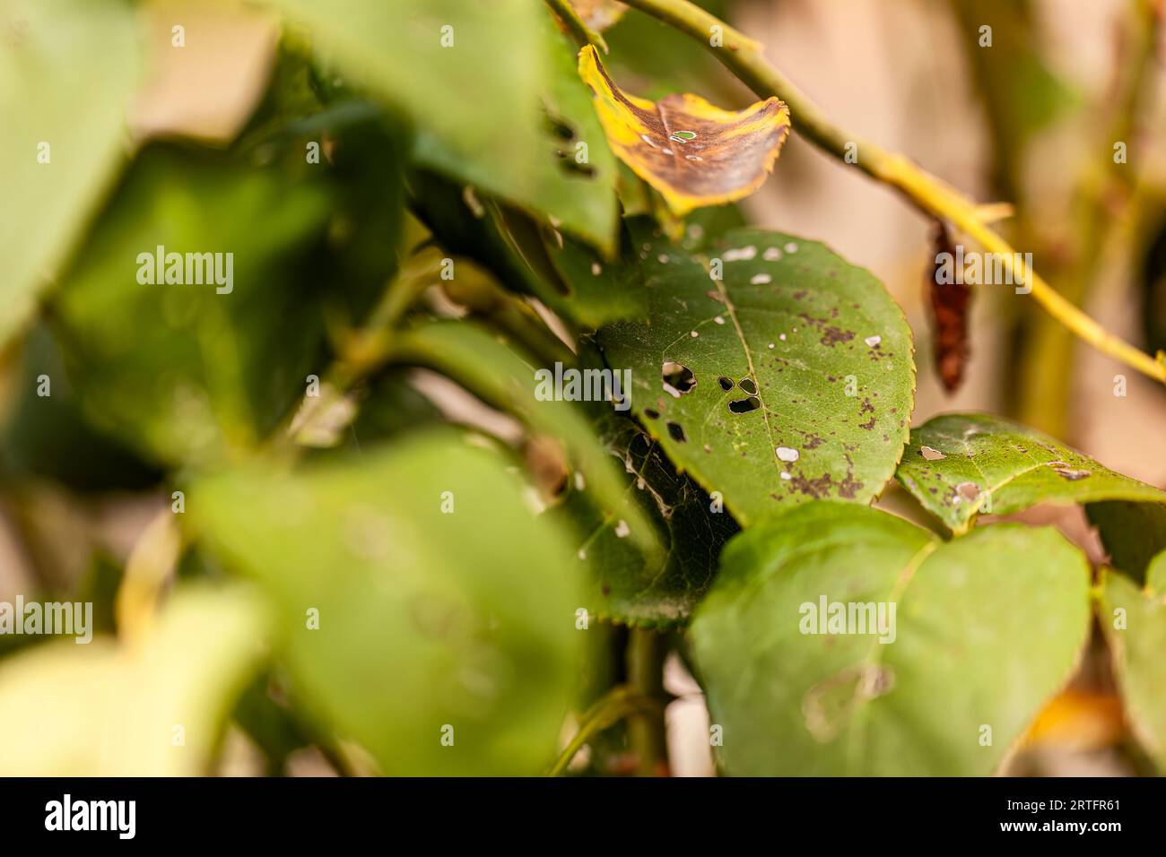 Closeup shot of leaves riddled with holes, indicating pest damage and