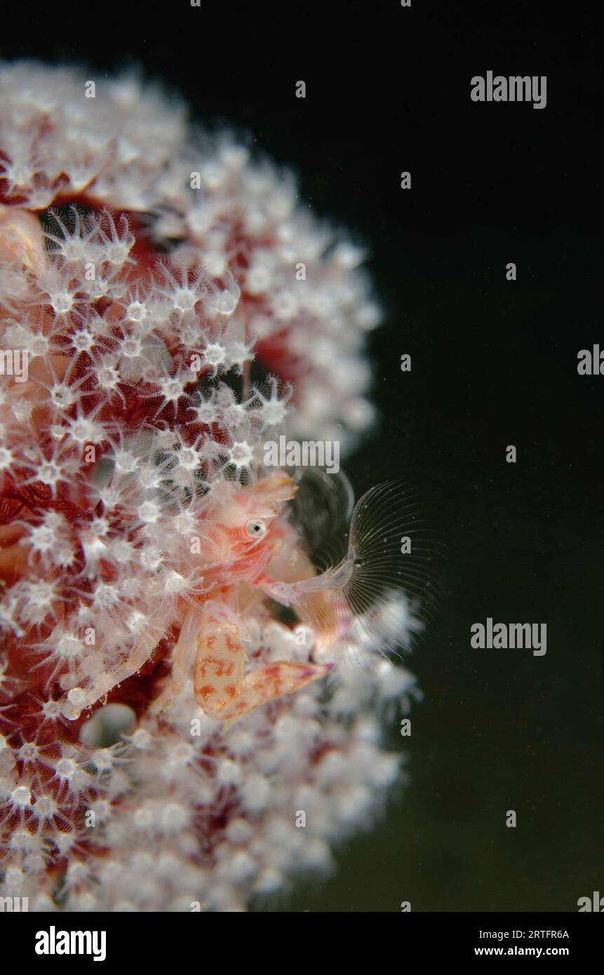 Porcelain Crab, Lissoporcellana sp, on Carnation Coral, Dendronephthya sp, with white polyps, night dive, Tasi Tolu dive site, Dili, East Timor Stock Photo