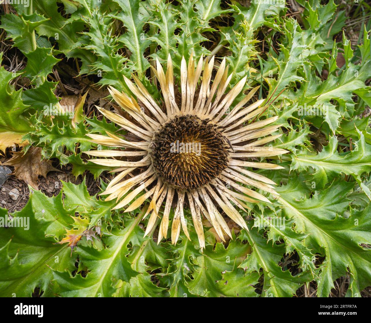 Closeup top view of wild carline thistle or carlina acanthifolia flower blooming with spiky leaves in Pyrenees mountains, France Stock Photo