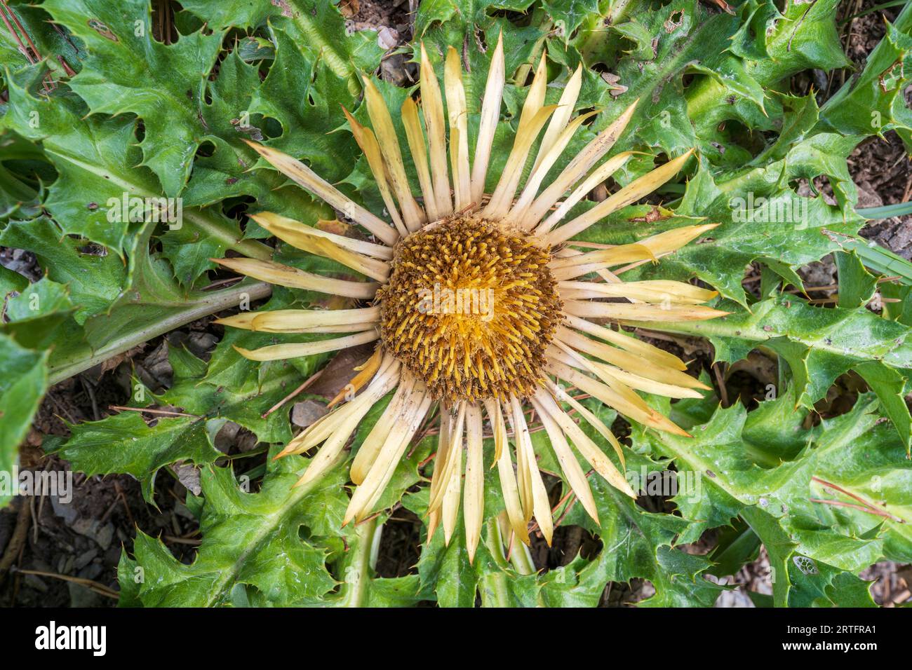 Closeup top view of carline thistle or carlina acanthifolia flower blooming and spiky foliage in Pyrenees mountains, France Stock Photo