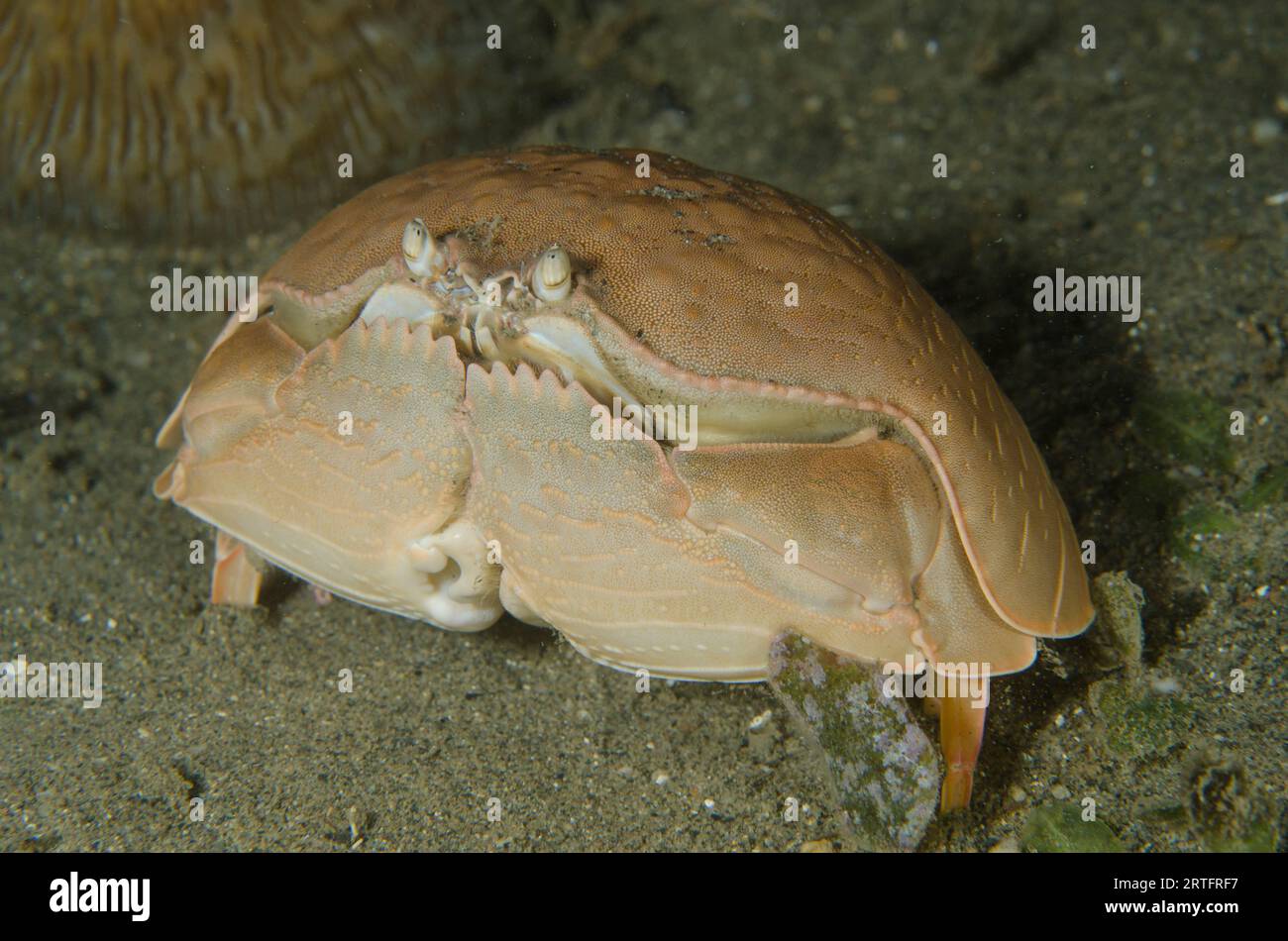 Shame-faced Crab, Calappa calappa, Night dive, Tasi Tolu dive site, Dili, East Timor Stock Photo