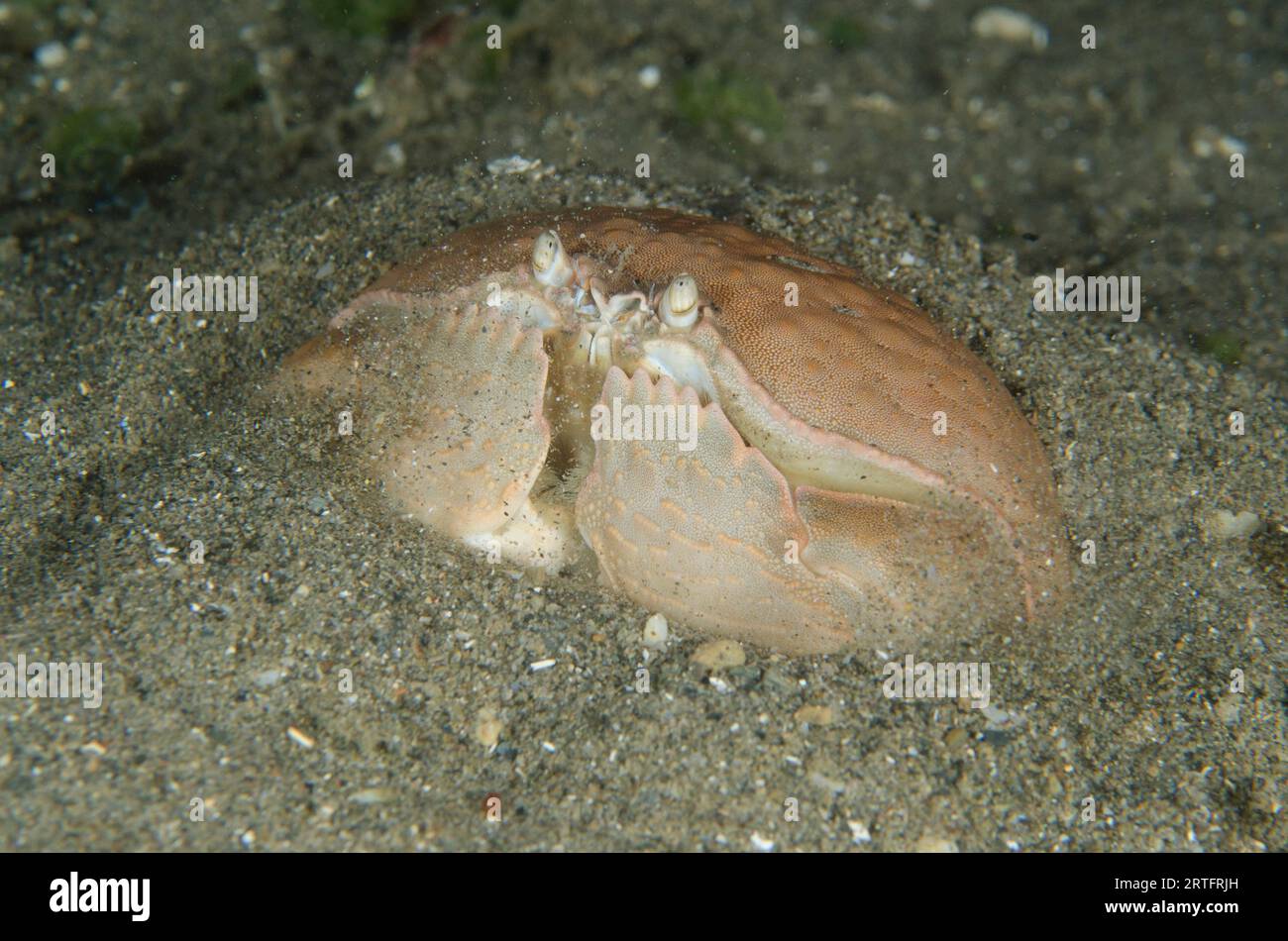 Shame-faced Crab, Calappa calappa, burying itself in sand, Night dive, Tasi Tolu dive site, Dili, East Timor Stock Photo