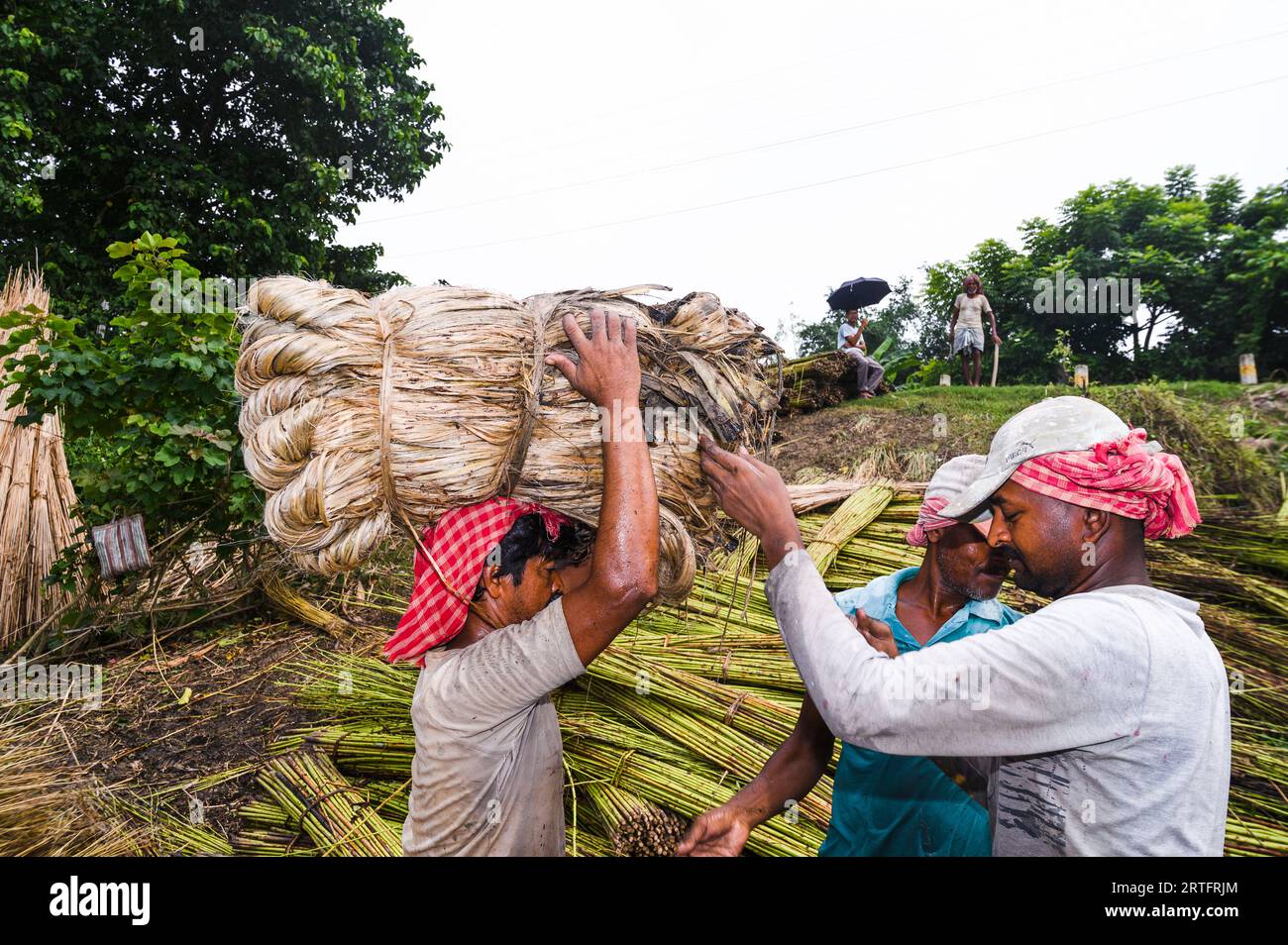 The Asia Pacific region, led by major jute producer India, dominates the Jute Bags Market. India's rich production capabilities, coupled with the global shift towards eco-friendly alternatives, have contributed to the region's leadership.  Here Jute is cut and tied to the banks of the Jalangi River for shedding leaves and some of the fiber from the jute rotting in river water is taken by laborers to be dried before sale at the market. Tehatta, West Bengal, India. Stock Photo