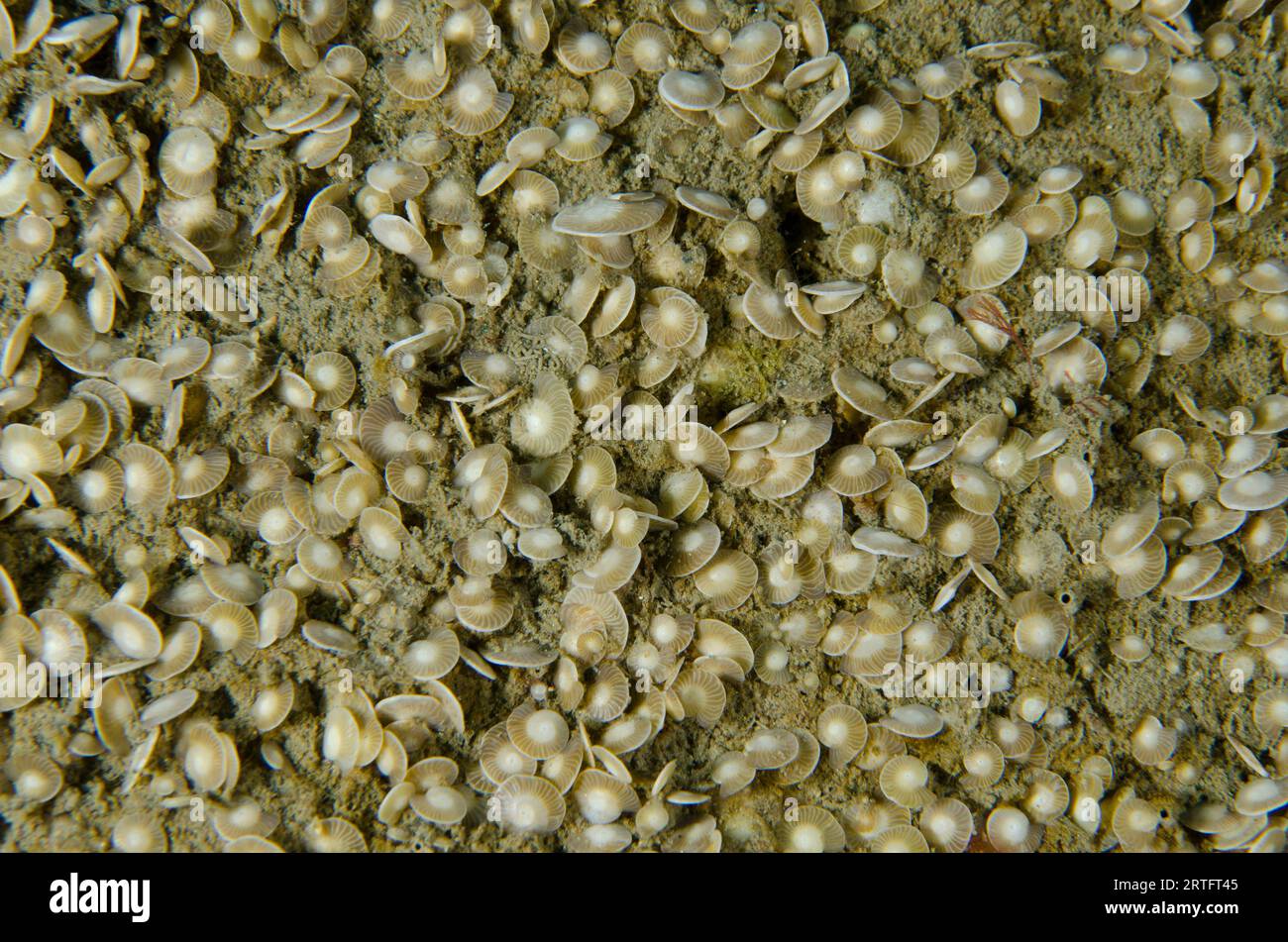 Foraminifera shells, Foraminifera Infraphylum, in sand, Tasi Tolu dive site, Dili, East Timor Stock Photo
