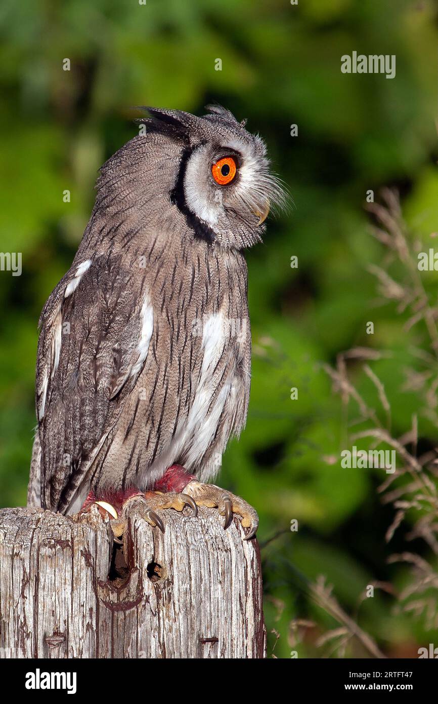 A full length portrait of a white faced scope owl as it perches on a wooden post. It is looking to the right into space where text could be added Stock Photo