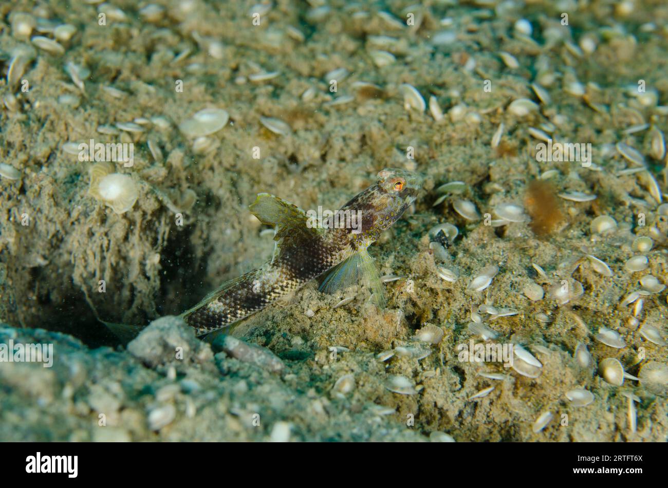 Monster Shrimpgoby, Tomiyamichthys oni, with small Foraminifera shells, Foraminifera Subphylum, Tasi Tolu dive site, Dili, East Timor Stock Photo
