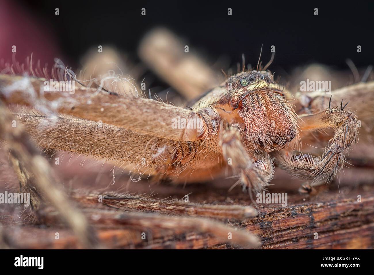 close shot of the Sparassoidea huntsman spider Stock Photo