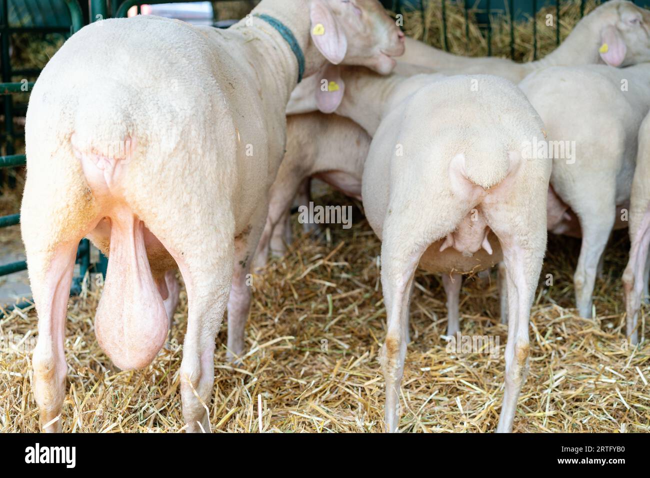 Rear view of male and female sheep together in livestock farm paddock. Stock Photo