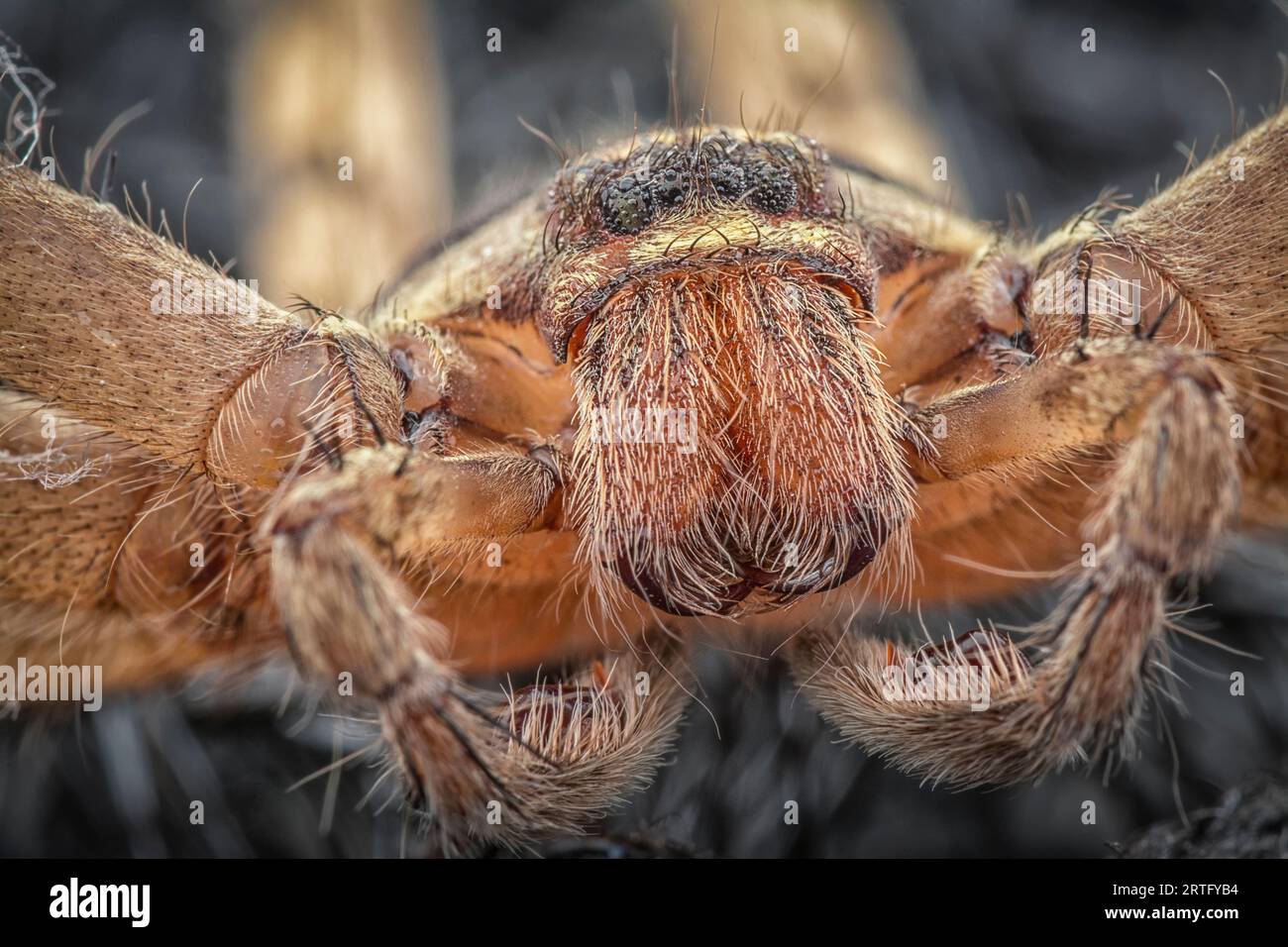 close shot of the Sparassoidea huntsman spider Stock Photo - Alamy