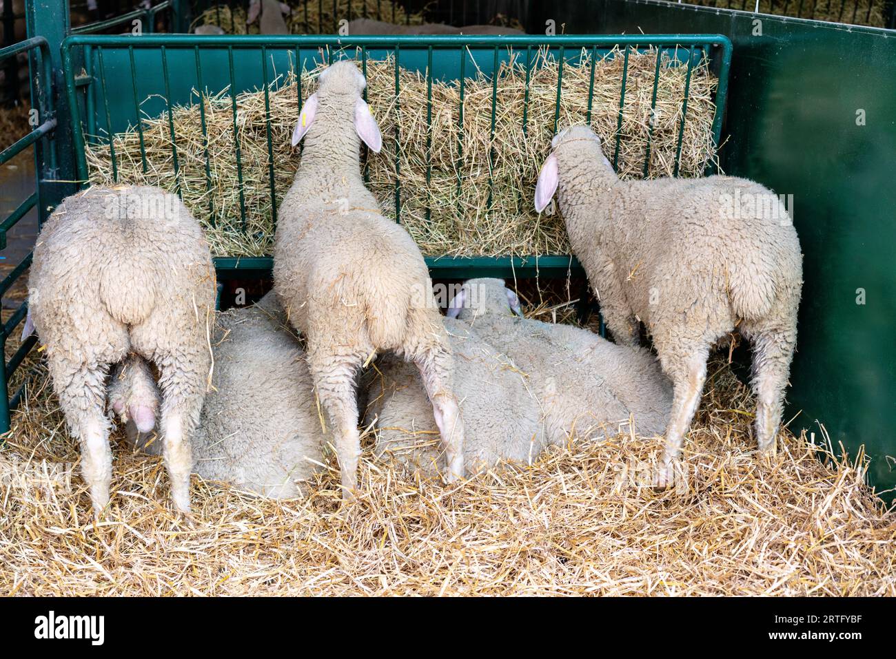 Rear view of sheep eating hay in paddock of livestock farm. Stock Photo