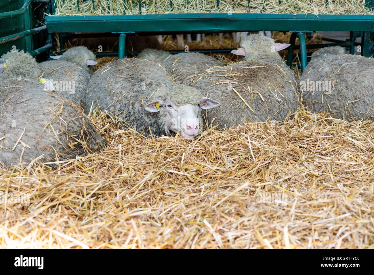 Sheep lying down on straw in livestock farm paddock. Stock Photo