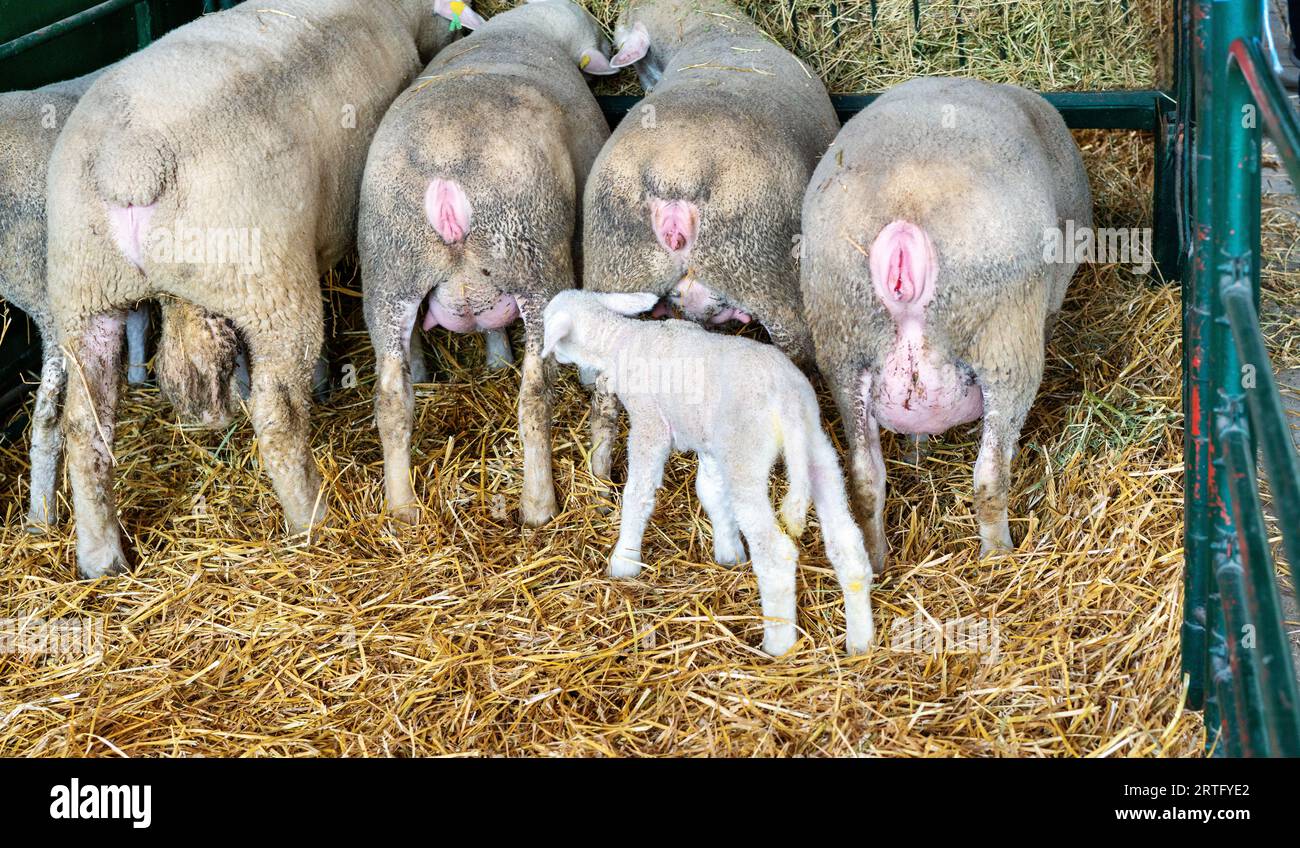 Newborn white lamb in paddock with sheep in livestock farm. Stock Photo