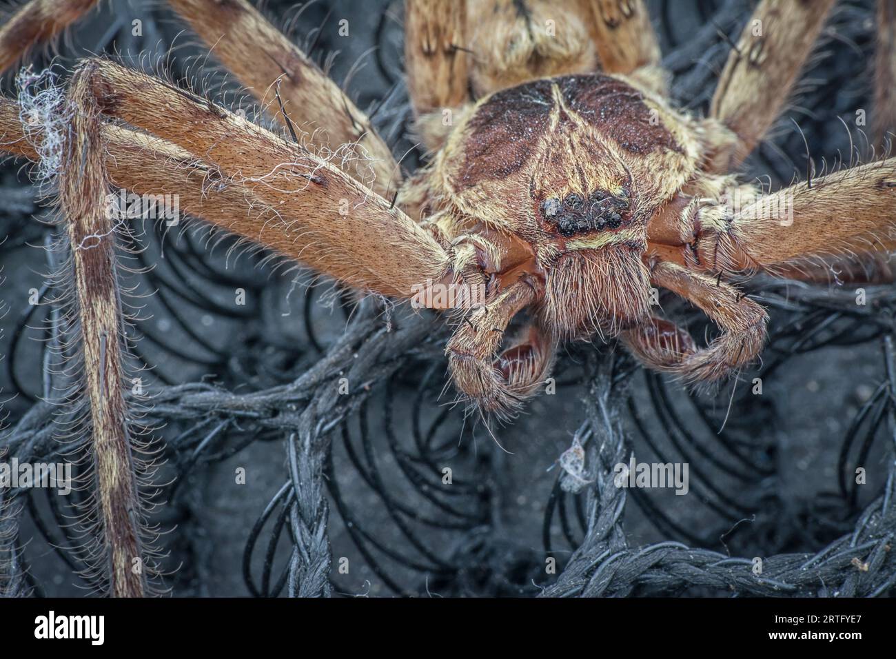 close shot of the Sparassoidea huntsman spider Stock Photo