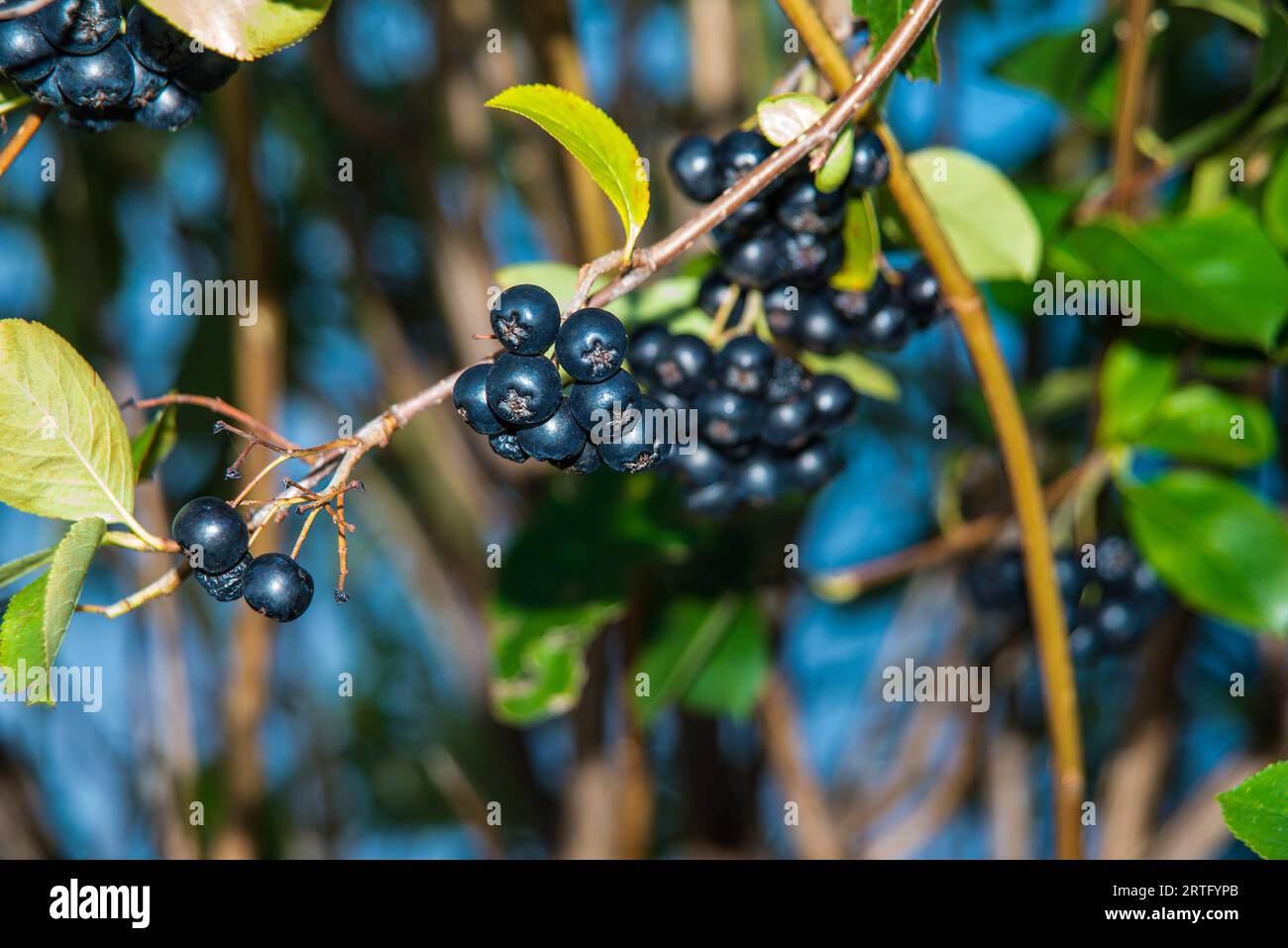 ripe Aronia berries on a tree in Germany Stock Photo