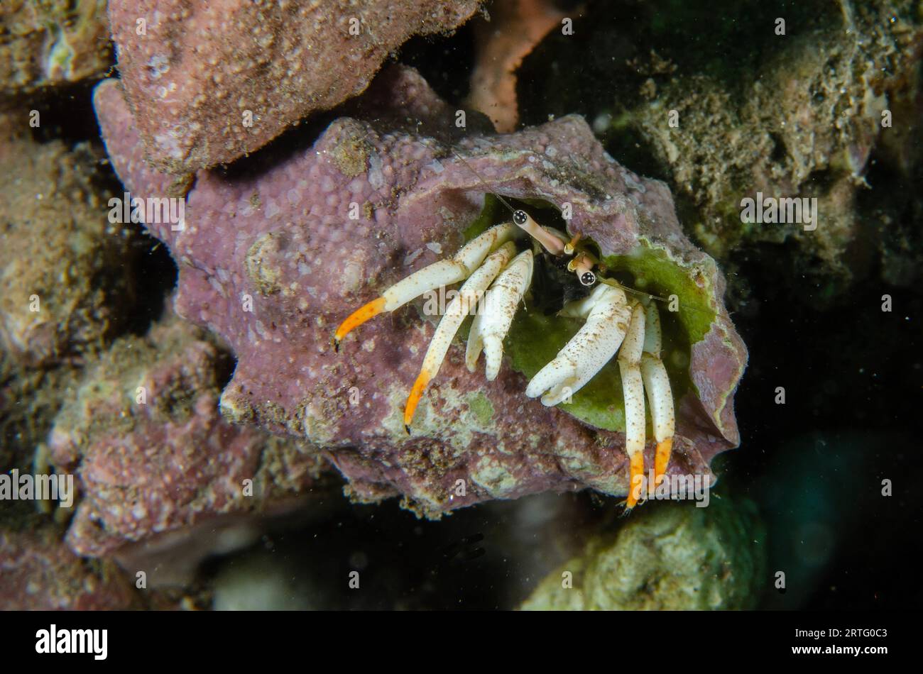 Small White Hermit Crab, Calcinus minutus, in shell, Bob's Rocks dive site, Dili, East Timor Stock Photo