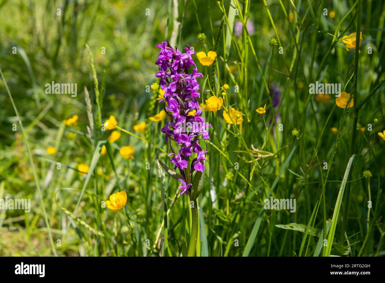 Western marsh orchid also called Dactylorhiza majalis or Knabenkraut Stock Photo
