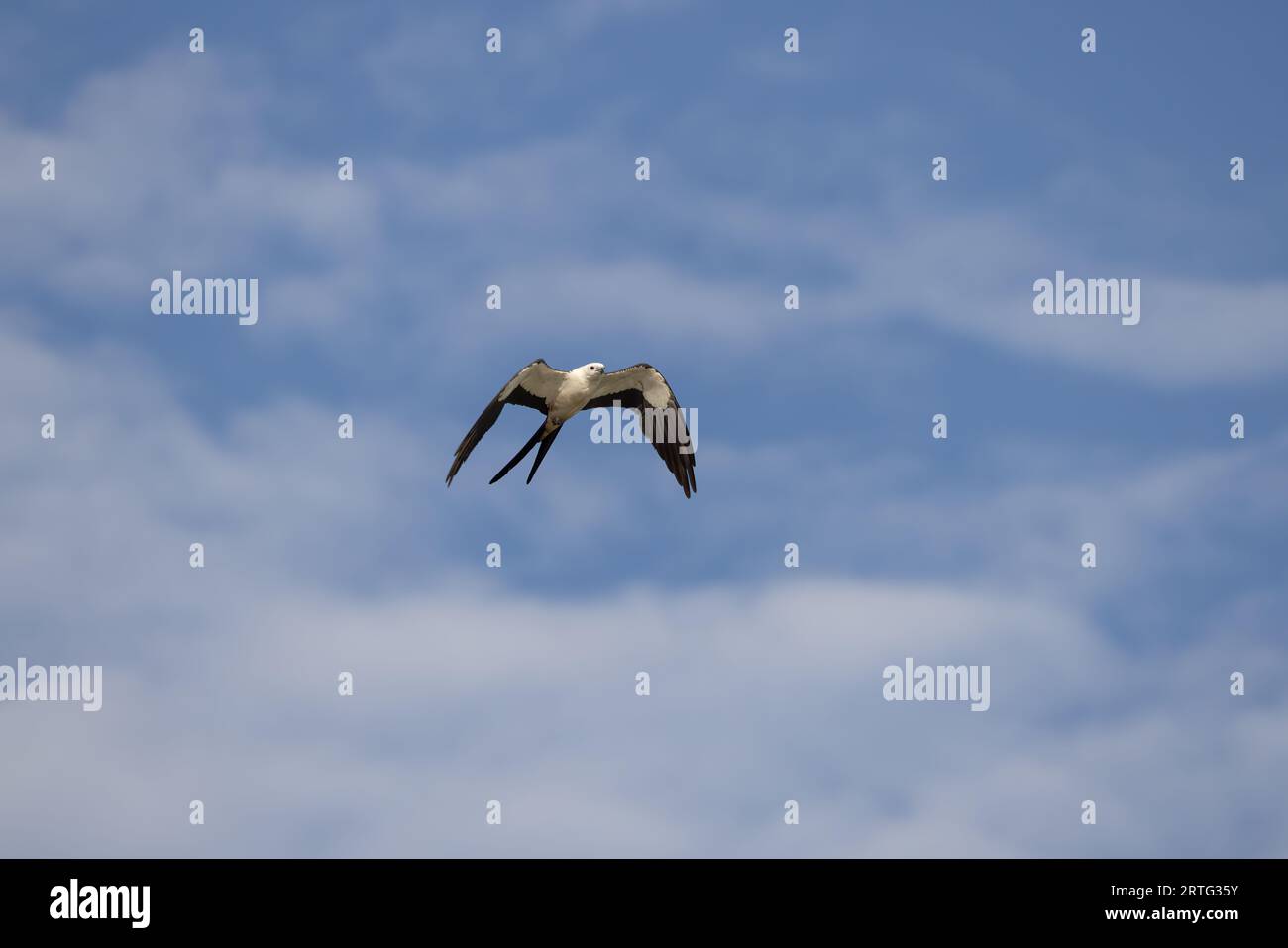 A swallow-tailed kite in flight. Stock Photo