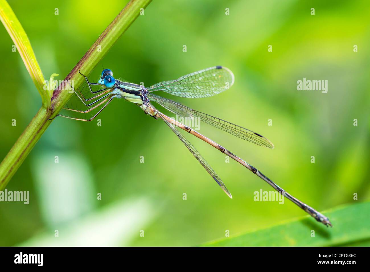 Slender Spreadwing damselfly, Lestes Rectangularis Stock Photo - Alamy