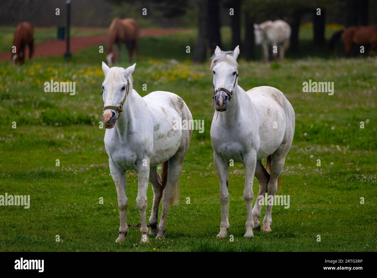 two white horses in a foggy forest, Bolu, Turkey Stock Photo - Alamy