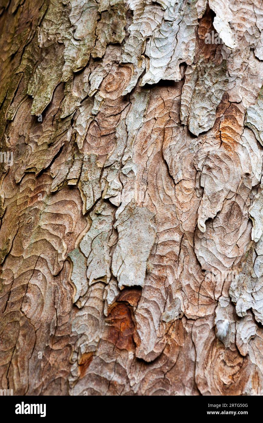 Close-up of the flaking bark of a Kauri tree (Agathis australis) in Arudel Castle Gardens, Arundel, West Sussex, UK Stock Photo