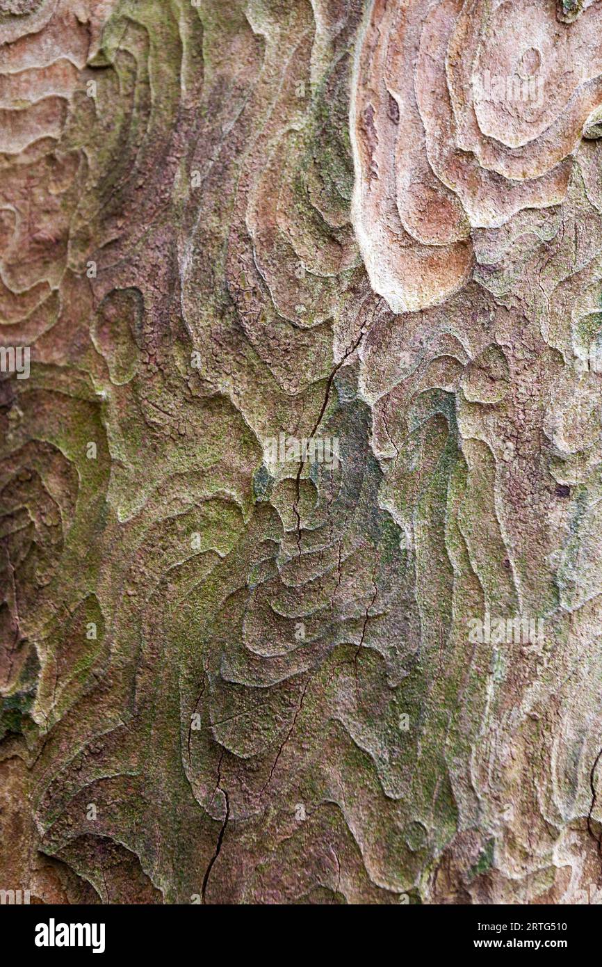 Close-up of the unusual bark of a Kauri tree (Agathis australis) in Arudel Castle Gardens, Arundel, West Sussex, UK Stock Photo